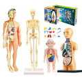 3D Human Body Torso Model Educational Assembly Learning DIY Toys Human Body Organ Teaching Tools Early Learning Toy for Children