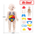 3D Human Body Torso Model Educational Assembly Learning DIY Toys Human Body Organ Teaching Tools Early Learning Toy for Children